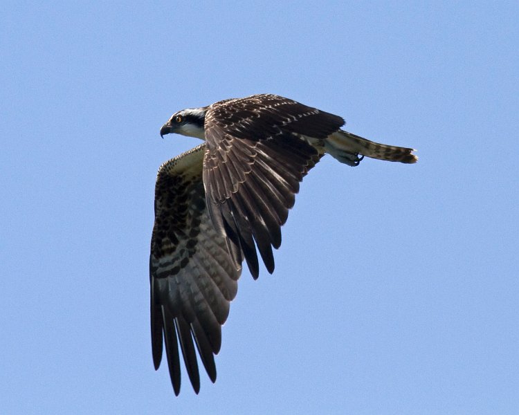 Osprey-0108