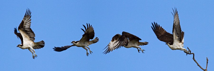 Osprey-0114