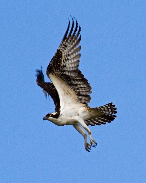 Osprey-0116