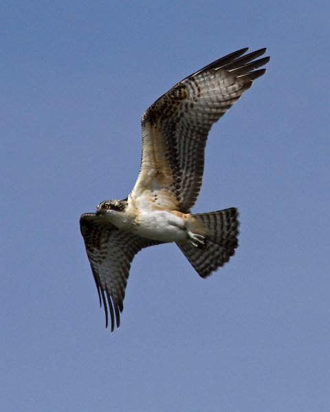 Osprey-0119