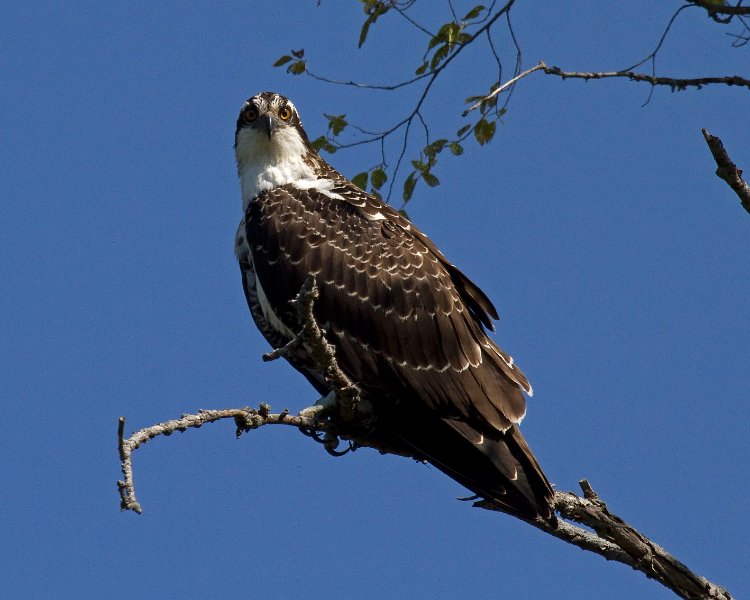 Osprey-0124