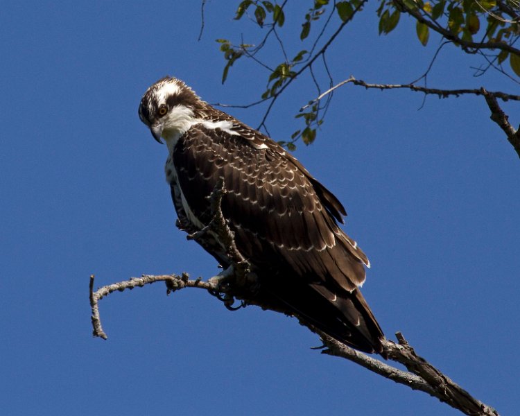 Osprey-0125