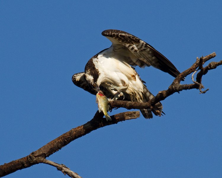 Osprey-0128