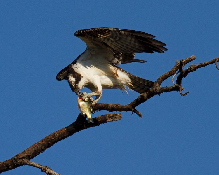 Osprey-0129