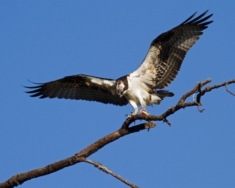 Osprey-0131