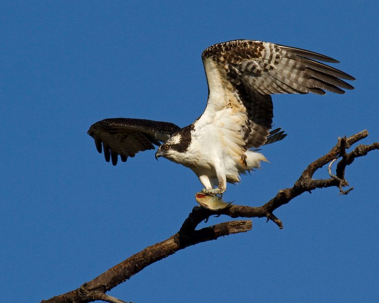 Osprey-0132