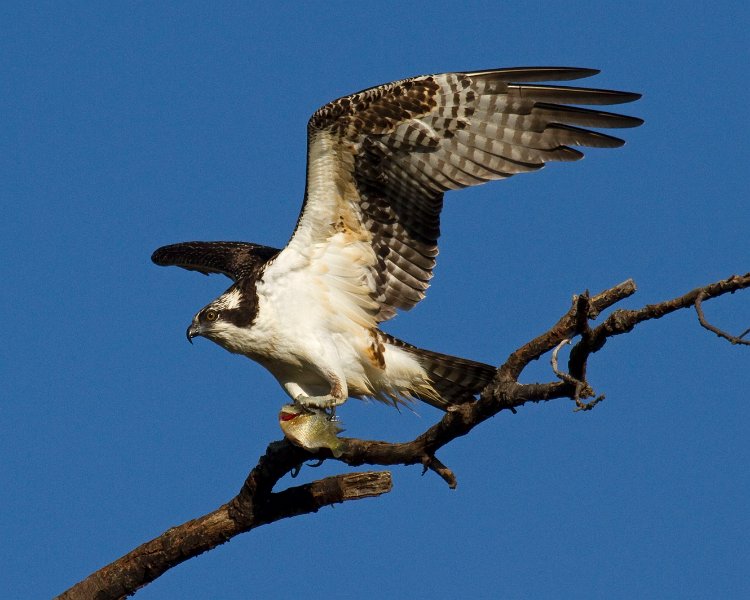 Osprey-0133
