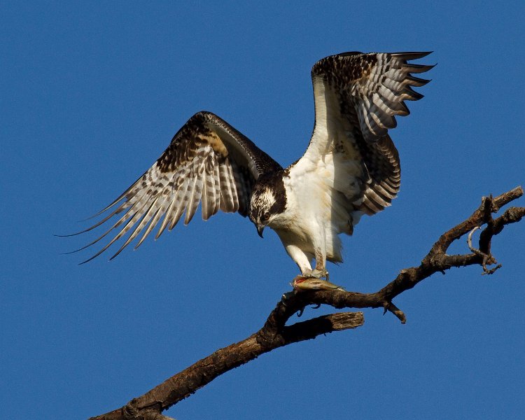 Osprey-0134