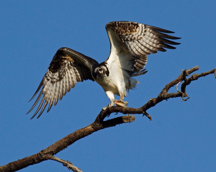 Osprey-0135