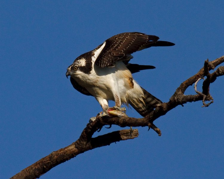 Osprey-0136