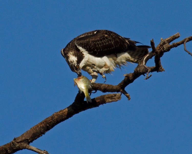 Osprey-0138