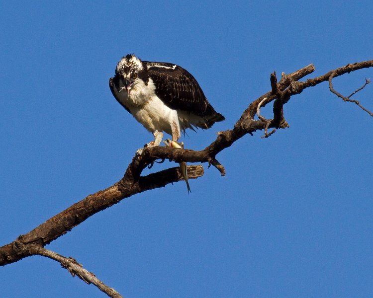 Osprey-0159