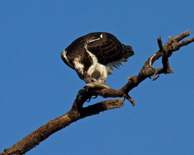 Osprey-0160