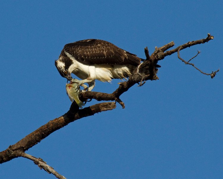 Osprey-0161
