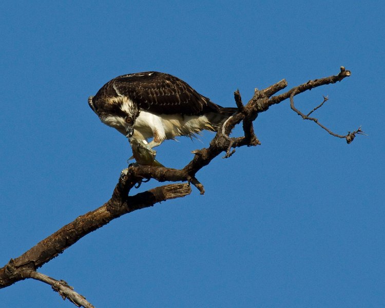 Osprey-0162