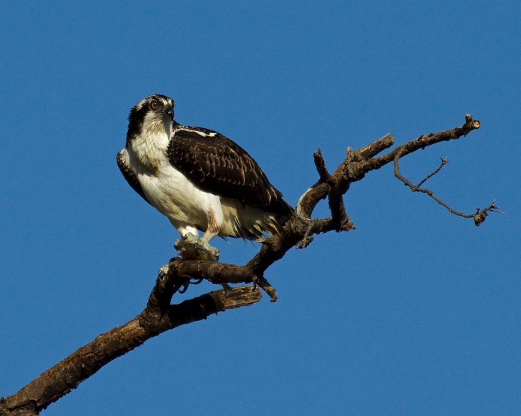 Osprey-0163