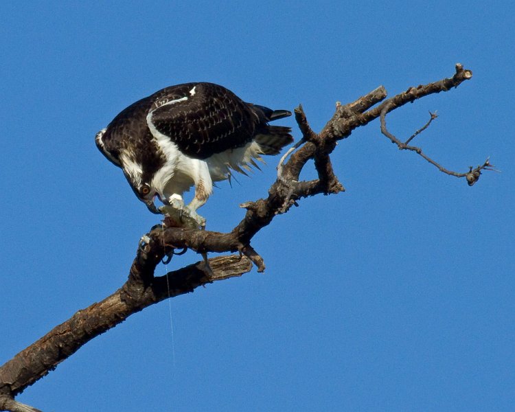 Osprey-0164