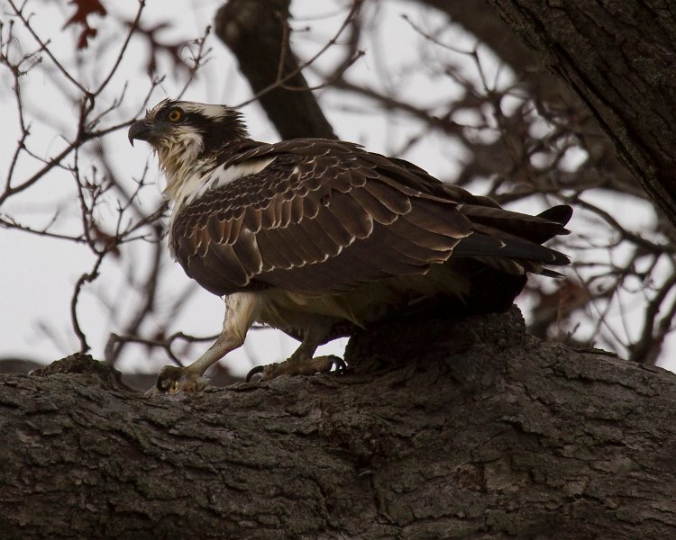 Osprey-0179