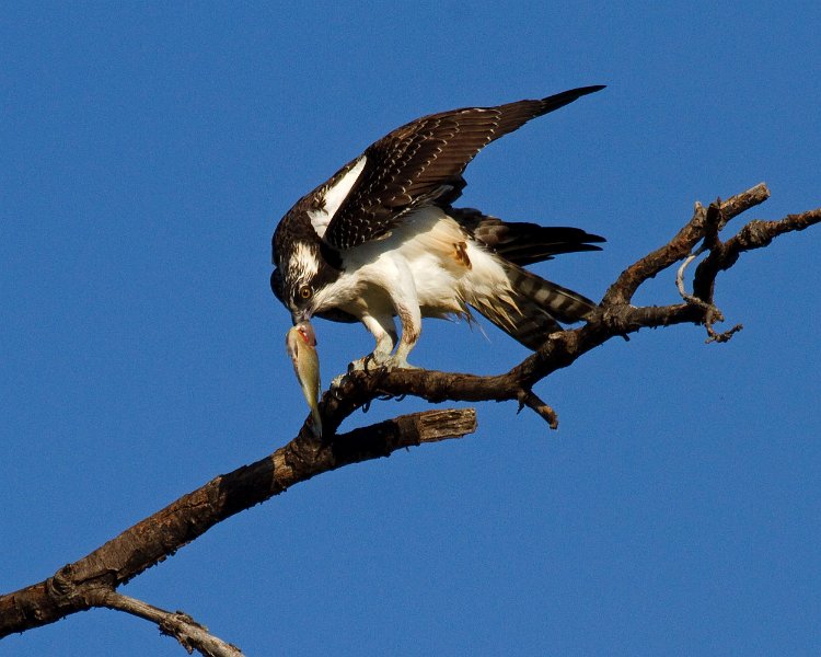 Osprey-0180