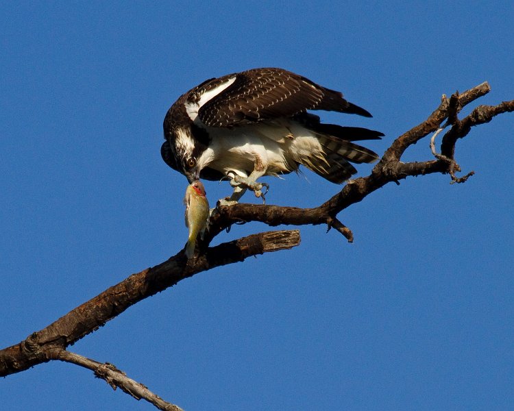 Osprey-0181