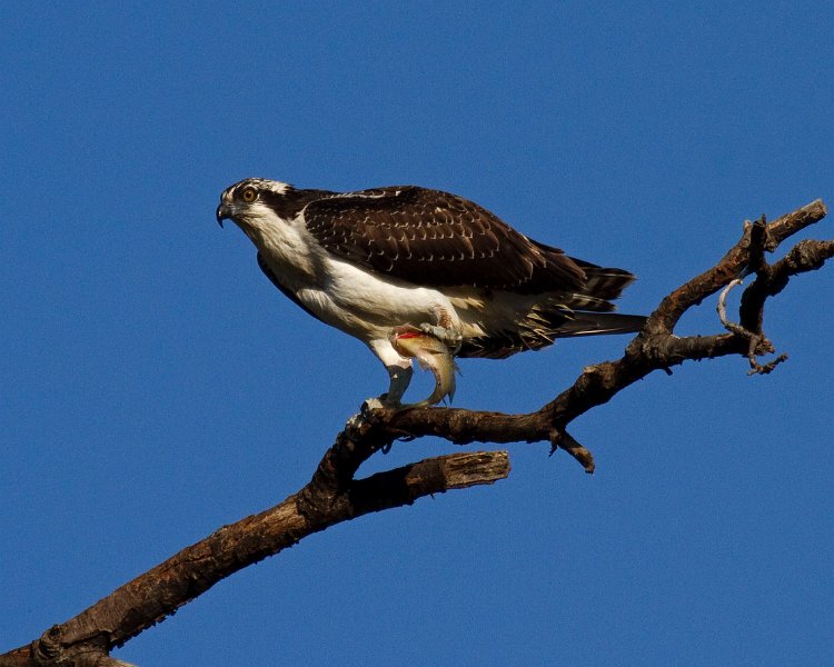 Osprey-0183