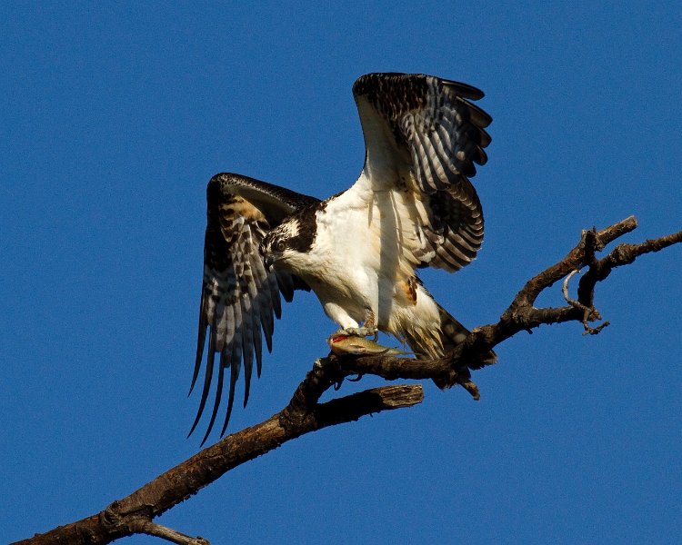 Osprey-0184
