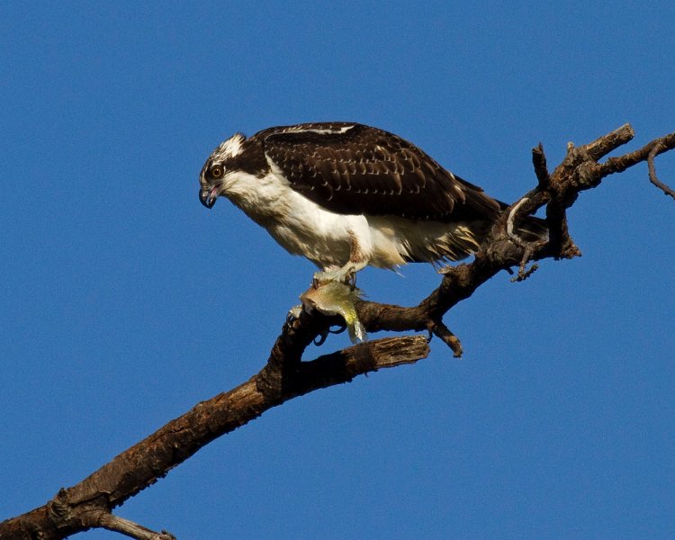 Osprey-0193