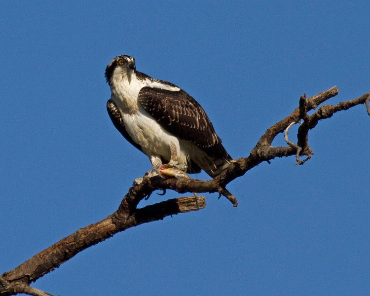 Osprey-0218