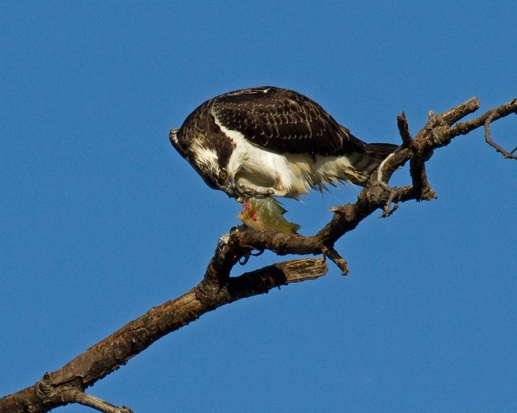 Osprey-0219