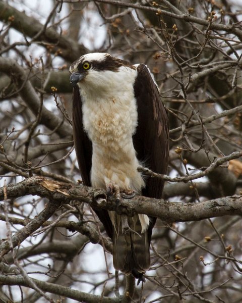 Osprey-0249