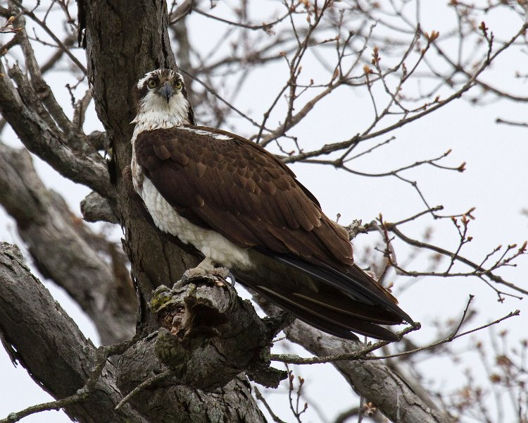Osprey-0253