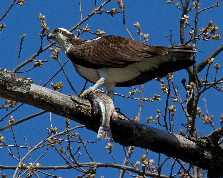 Osprey-0254