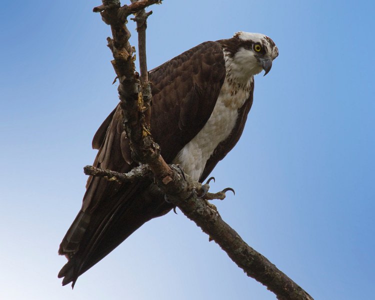 Osprey-0259