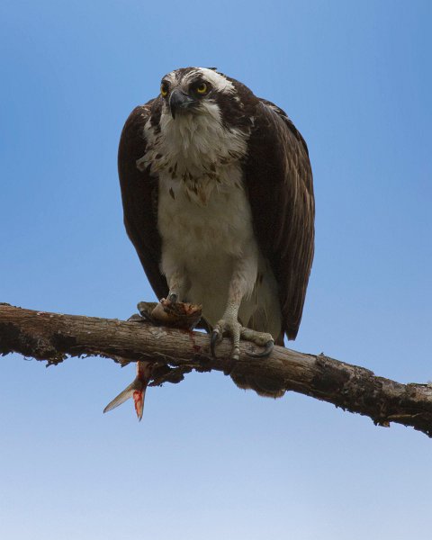 Osprey-0260