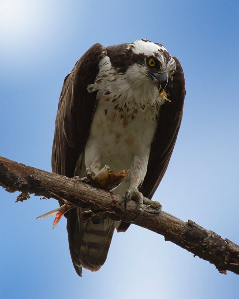 Osprey-0261