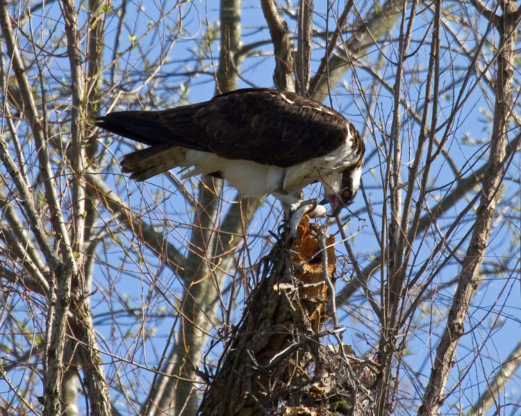 Osprey-0264