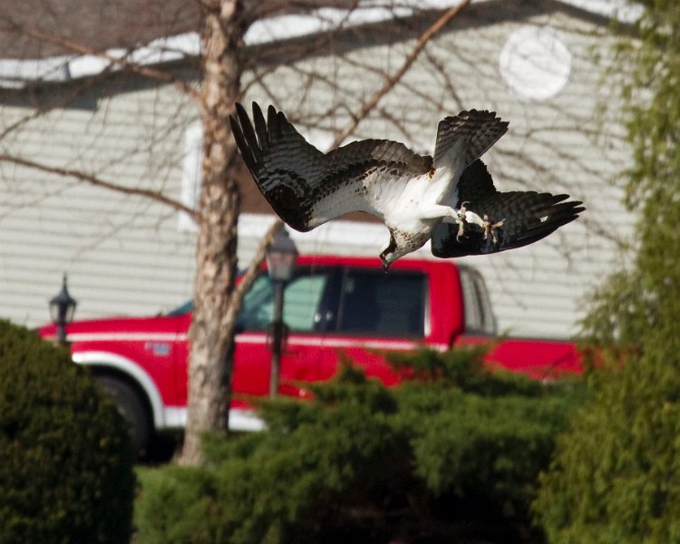 Osprey-0265