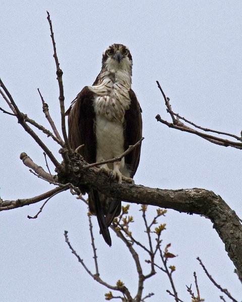 Osprey-0275