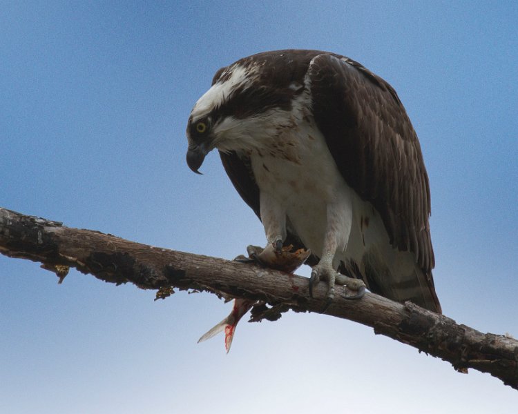 Osprey-0276