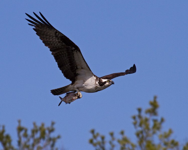 Osprey-0294