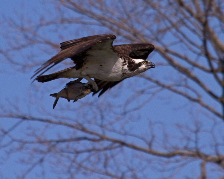 Osprey-0295