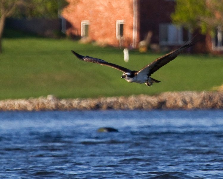 Osprey-0296