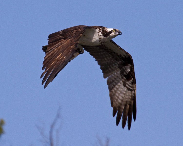 Osprey-0300