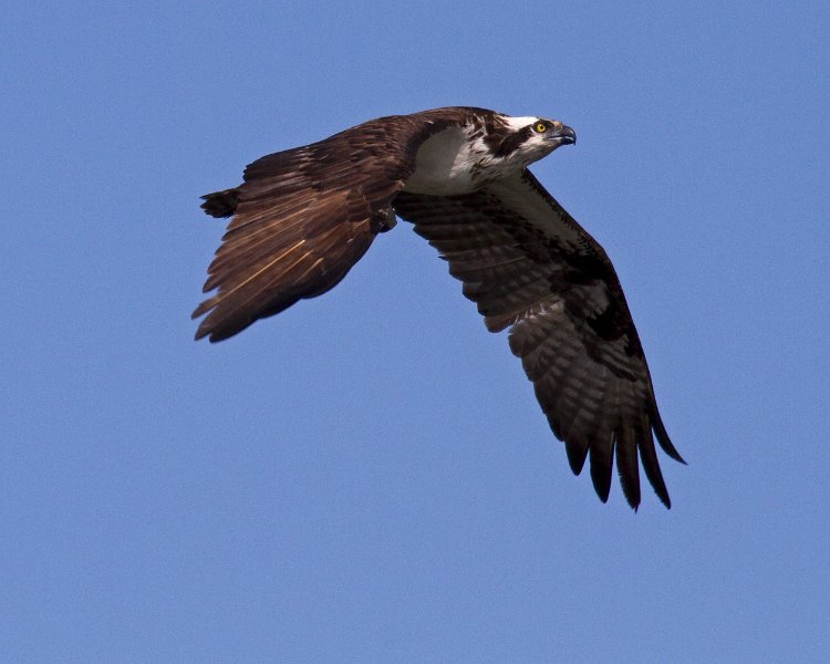 Osprey-0301