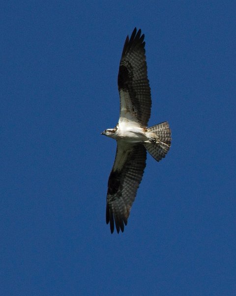 Osprey-0303