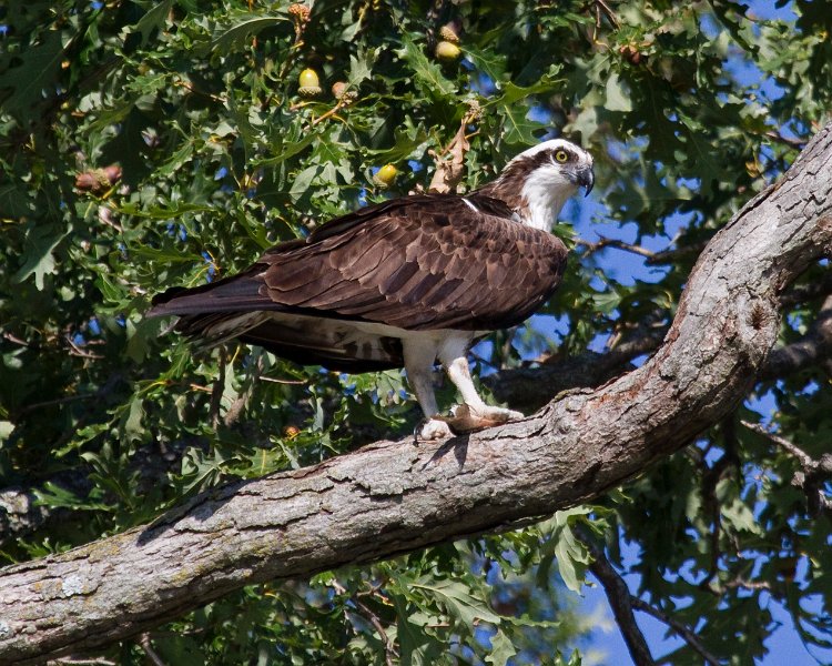 Osprey-0304