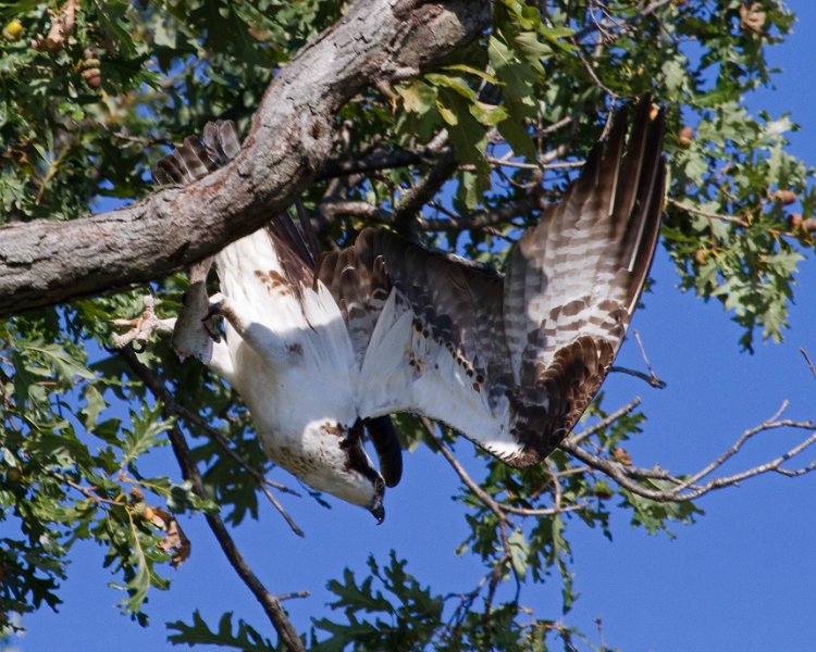 Osprey-0305