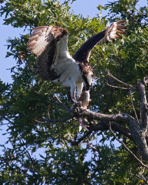 Osprey-0306