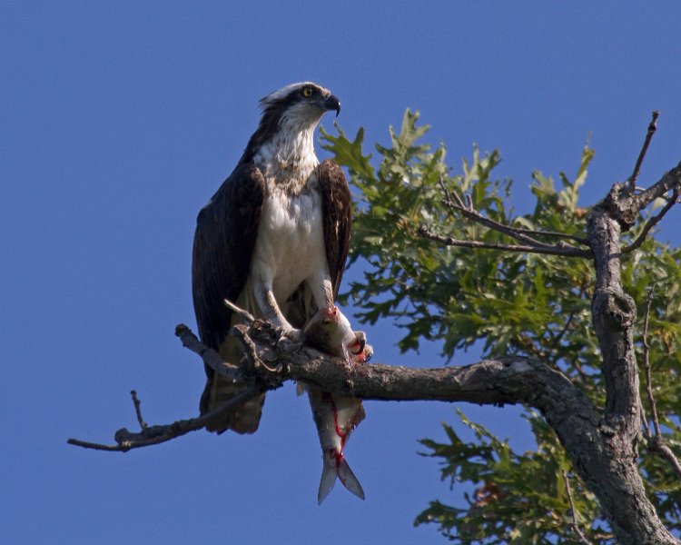 Osprey-0308