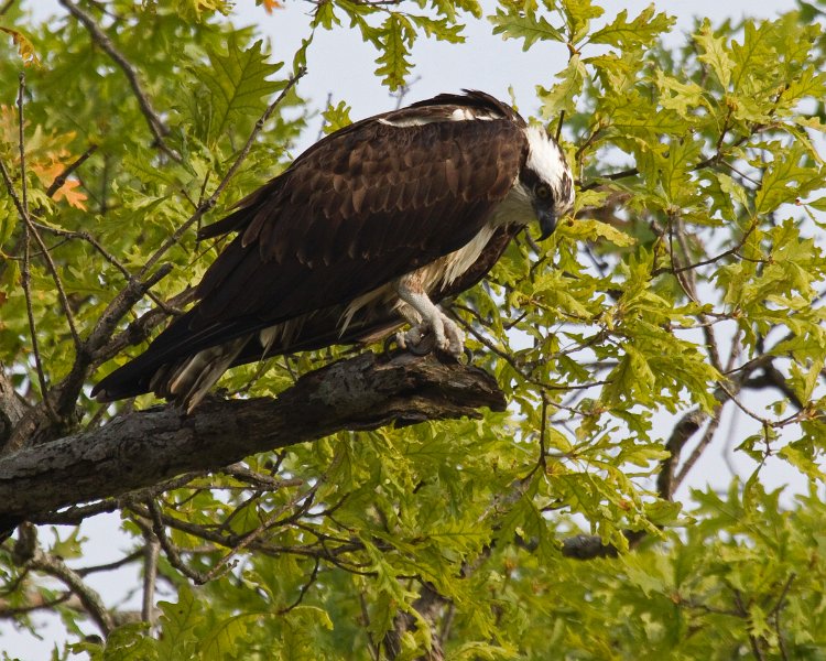 Osprey-0309